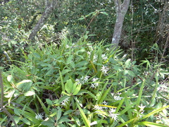 Prosthechea chondylobulbon