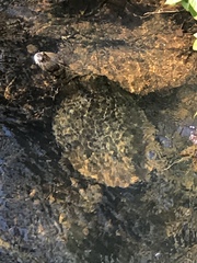 Phrynops williamsi
