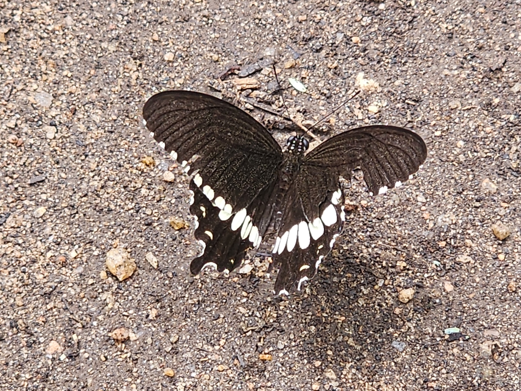 Common Mormon
