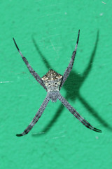 Argiope appensa