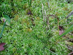 Sphagnum fallax