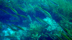Trachurus japonicus