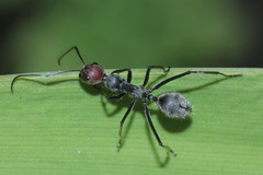 Camponotus singularis