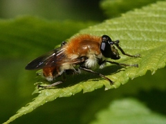 Criorhina floccosa