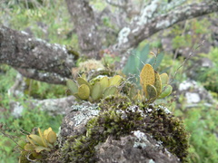 Stelis resupinata