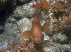 Epinephelus akaara