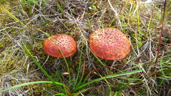Suillus spectabilis