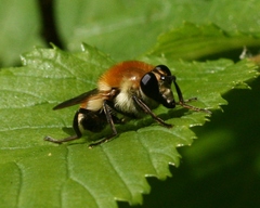 Criorhina floccosa