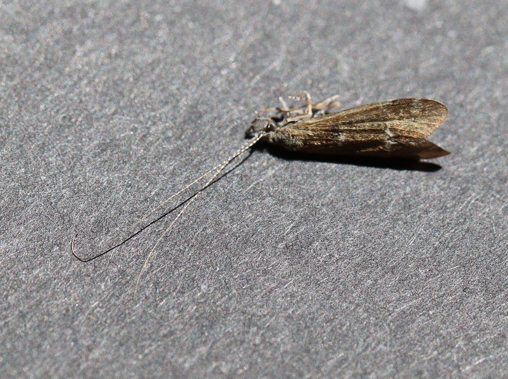 Athripsodes braueri