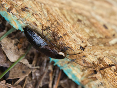Pennsylvania Wood Cockroach photo 6
