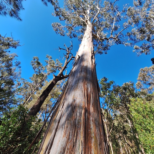 Eucalyptus dunnii, photograph 4