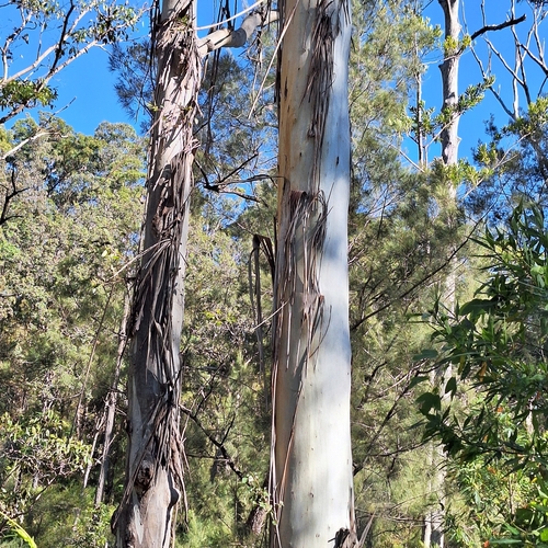 Eucalyptus dunnii, photograph 5