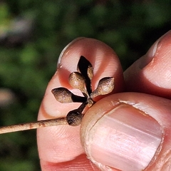 Eucalyptus dunnii, photograph (c) Greg Tasney, some rights reserved (CC BY-SA)