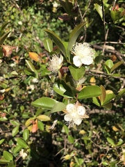 Eugenia involucrata