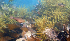 Ostorhinchus notatus