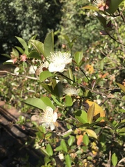 Eugenia involucrata