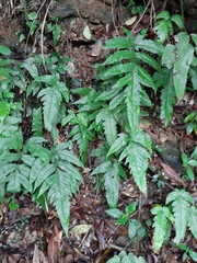 Tectaria phaeocaulis