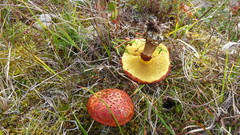 Suillus spectabilis
