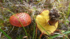 Suillus spectabilis