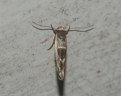Stathmopoda megathyma