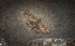 Gymnoscelis lophopus