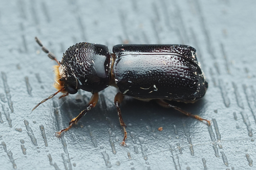 Xylothrips religiosus observed 2025-06-25