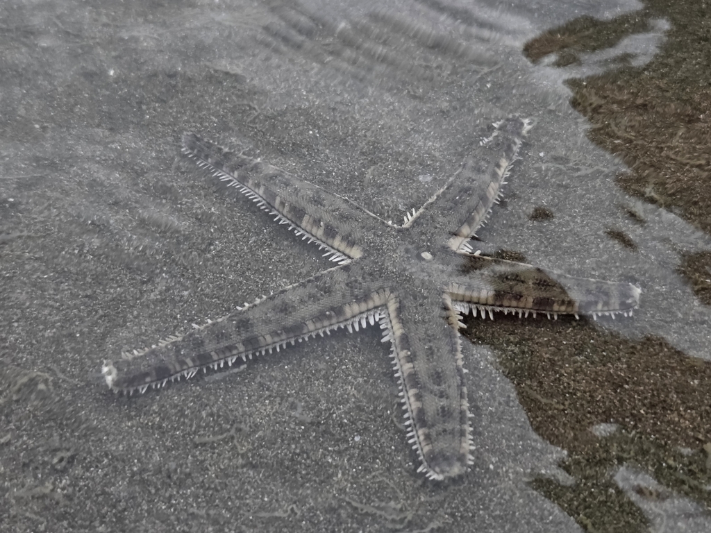 Common Sea Star
