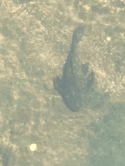Hypostomus