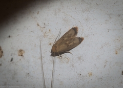 Aeolothapsa acrocosma