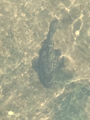 Hypostomus