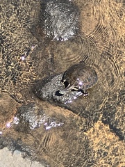 Phrynops williamsi