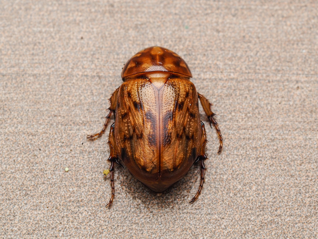 Cyclocephala fulgurata