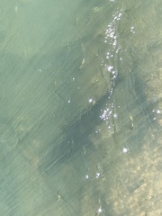 Steindachneridion melanodermatum