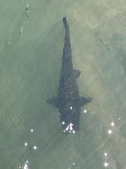 Steindachneridion melanodermatum