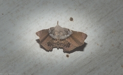 Esthlodora versicolor