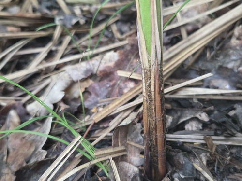 banat sedge (Carex buekii)
