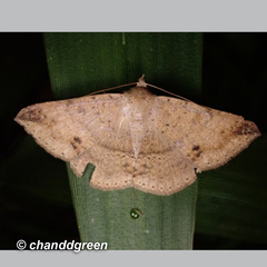 Ericeia subcinerea