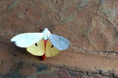 Rhodogastria similis