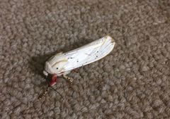 Rhodogastria similis