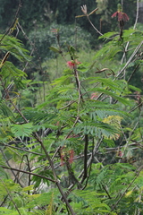 Calliandra houstoniana calothyrsus
