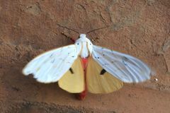 Rhodogastria similis