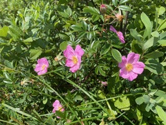 Bristly Rose (Rosa nitida)