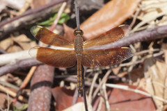 Neurothemis terminata