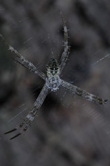 Argiope appensa