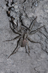 Lycosidae