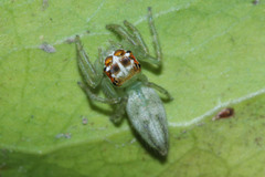 Artabrus erythrocephalus