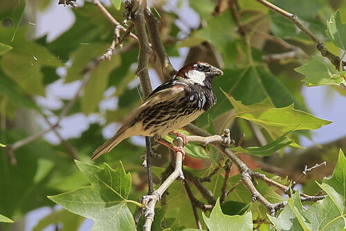 Spanish Sparrow