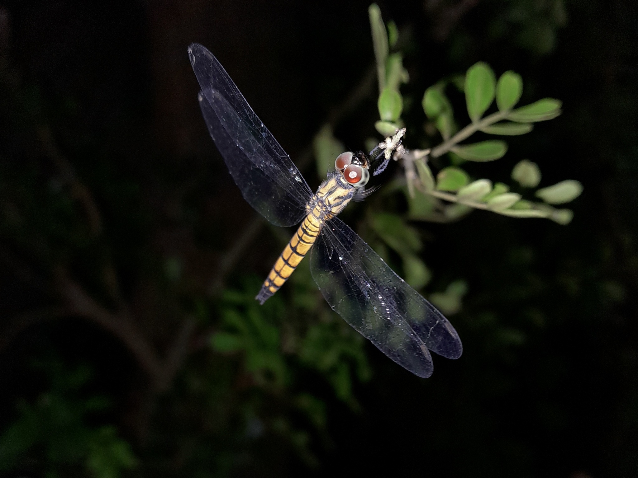 Black-Tailed Dasher