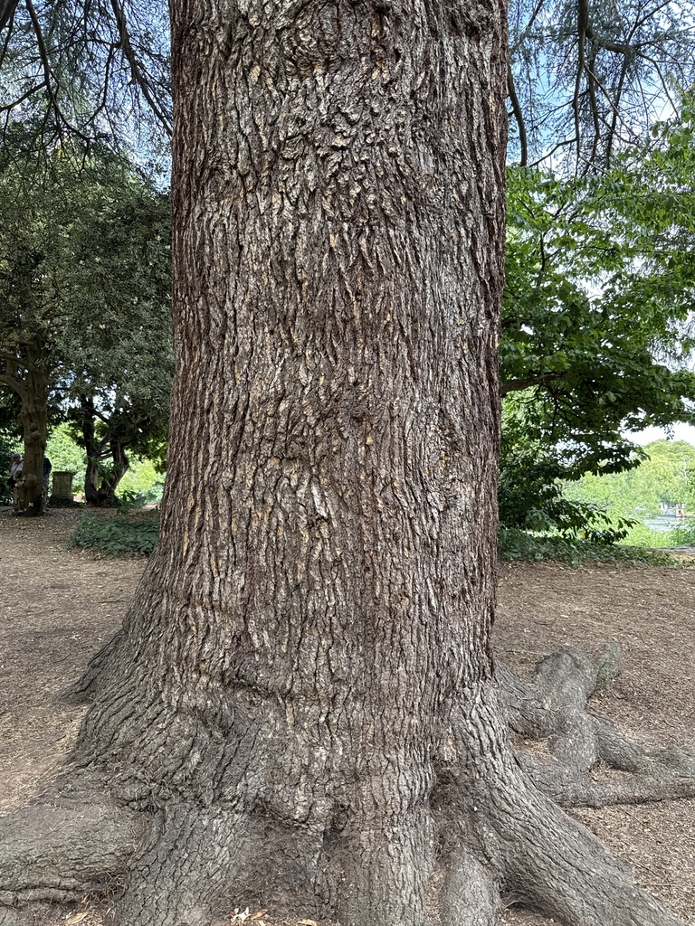 Cedrus libani