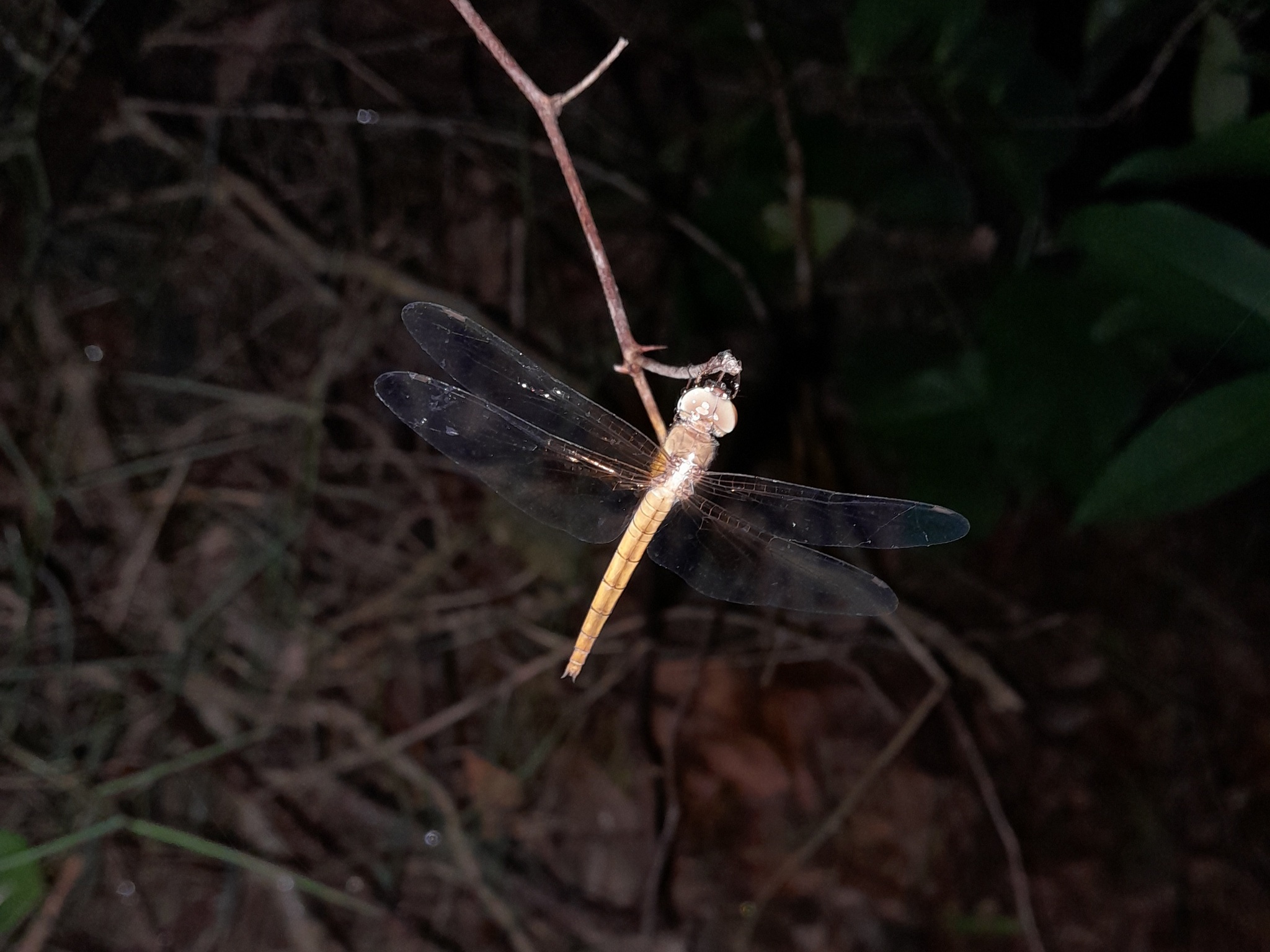 Coral-Tailed Cloudwing